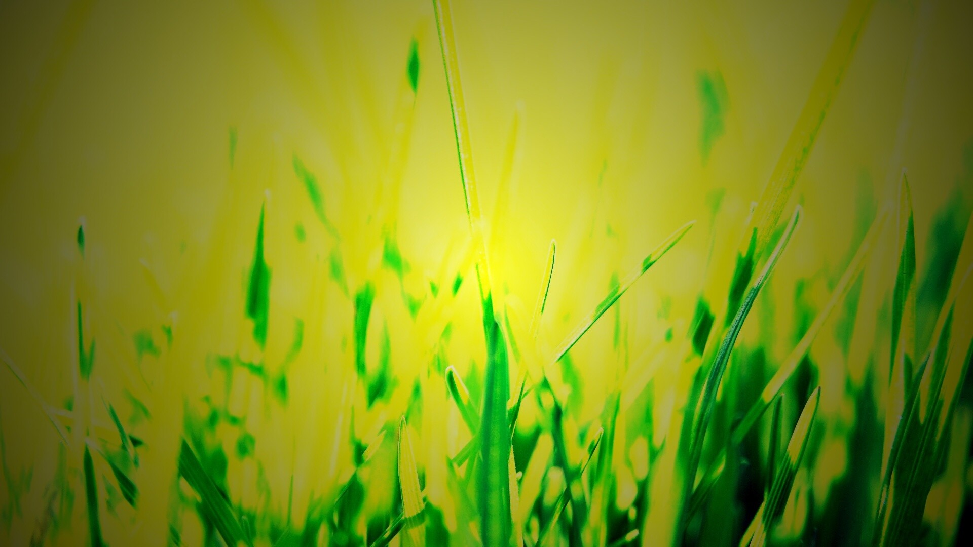 Ярко зеленая трава обои