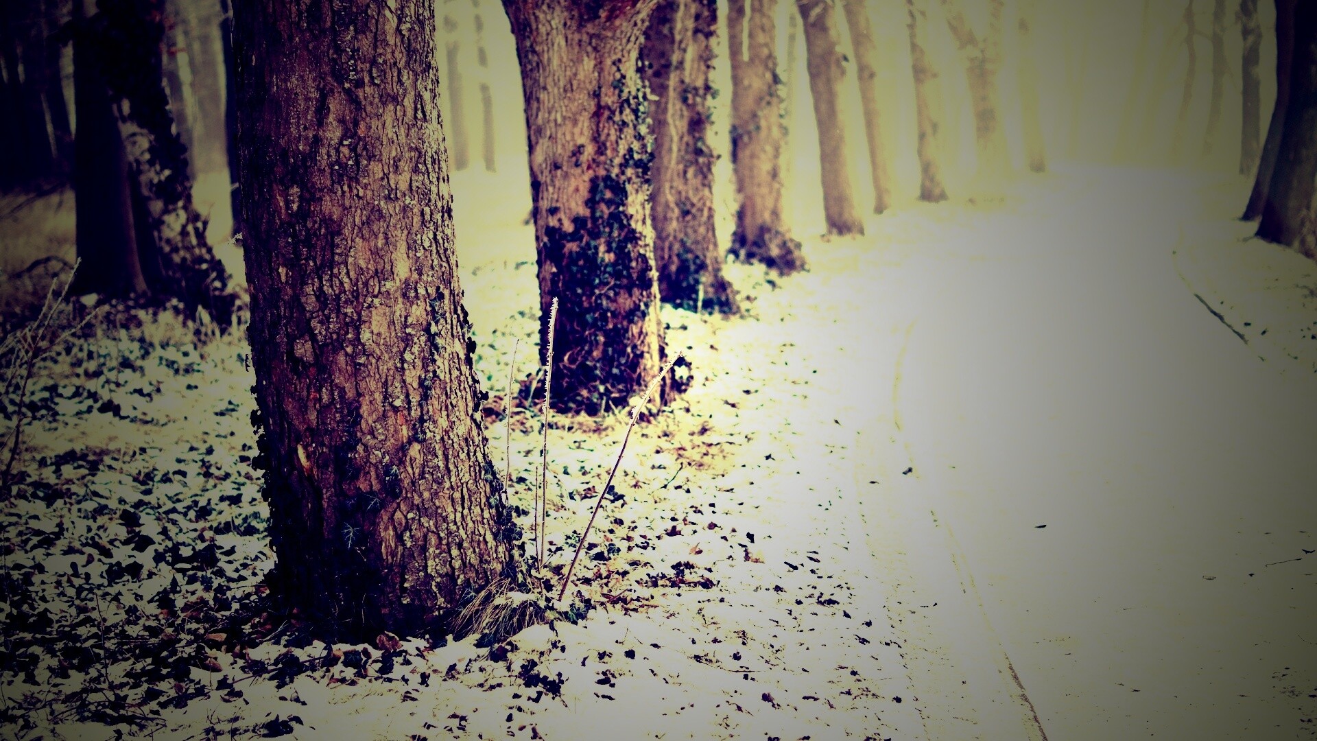 Дорога в зимнем лесу обои