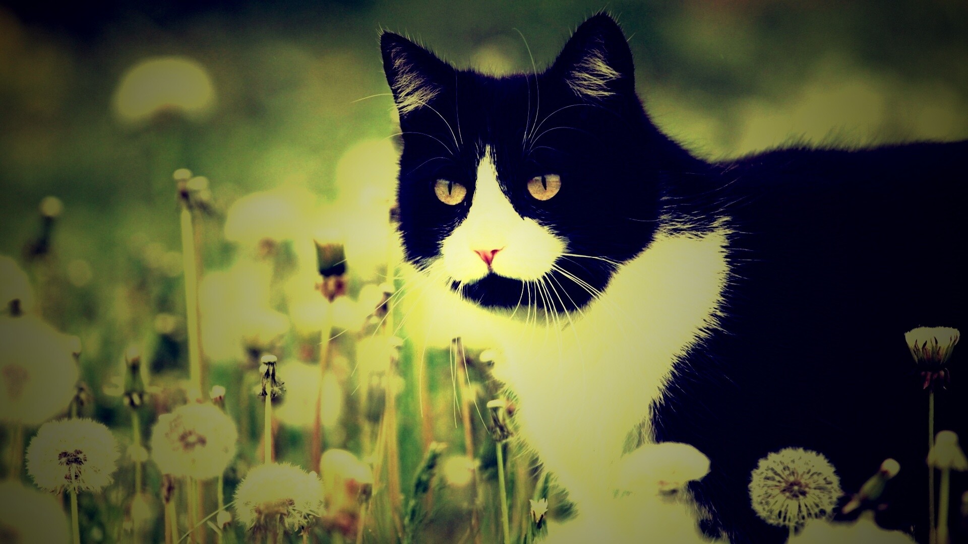 Кот в одуванчиках обои