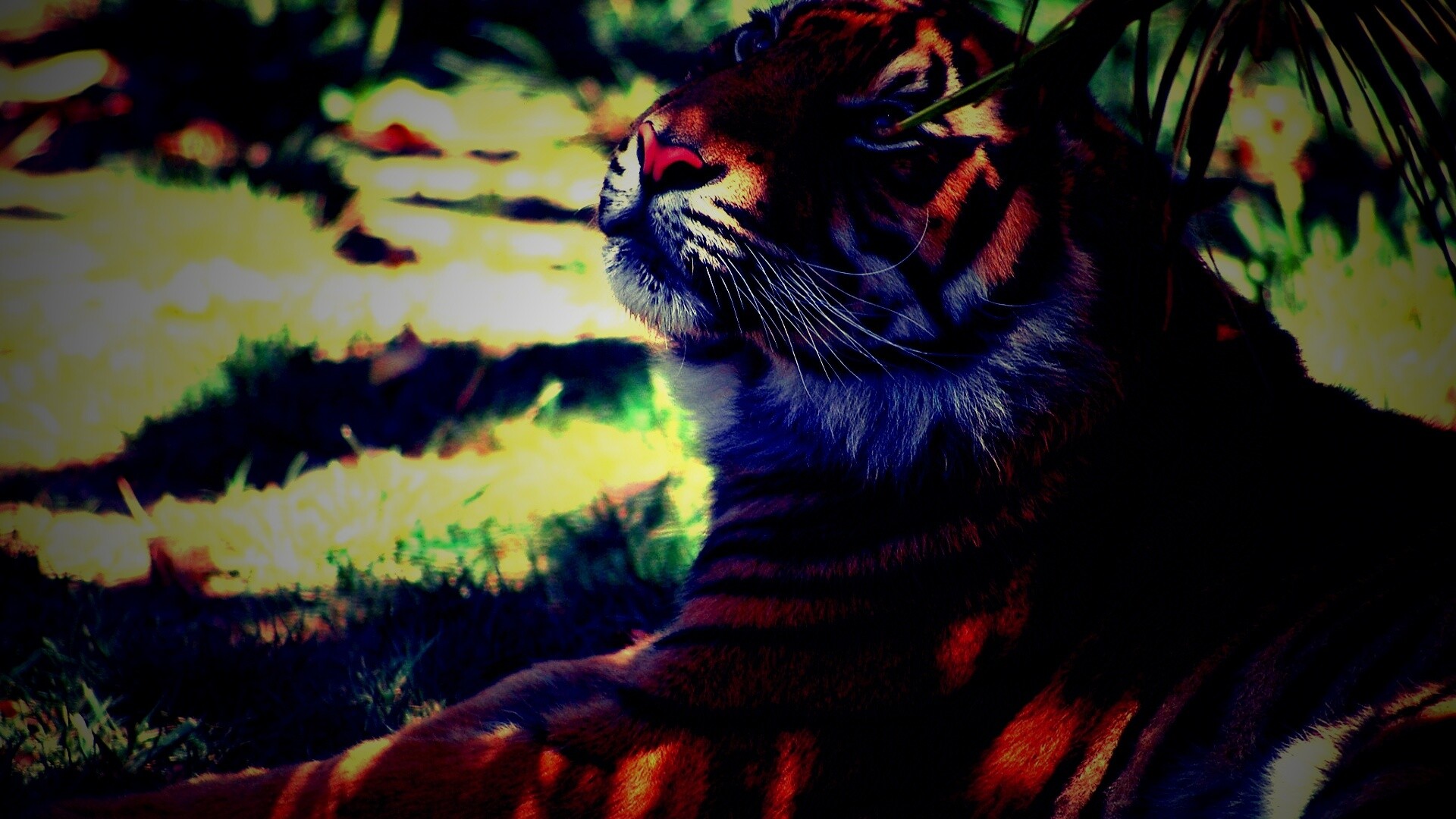 Отдыхающий в теньке хищник обои