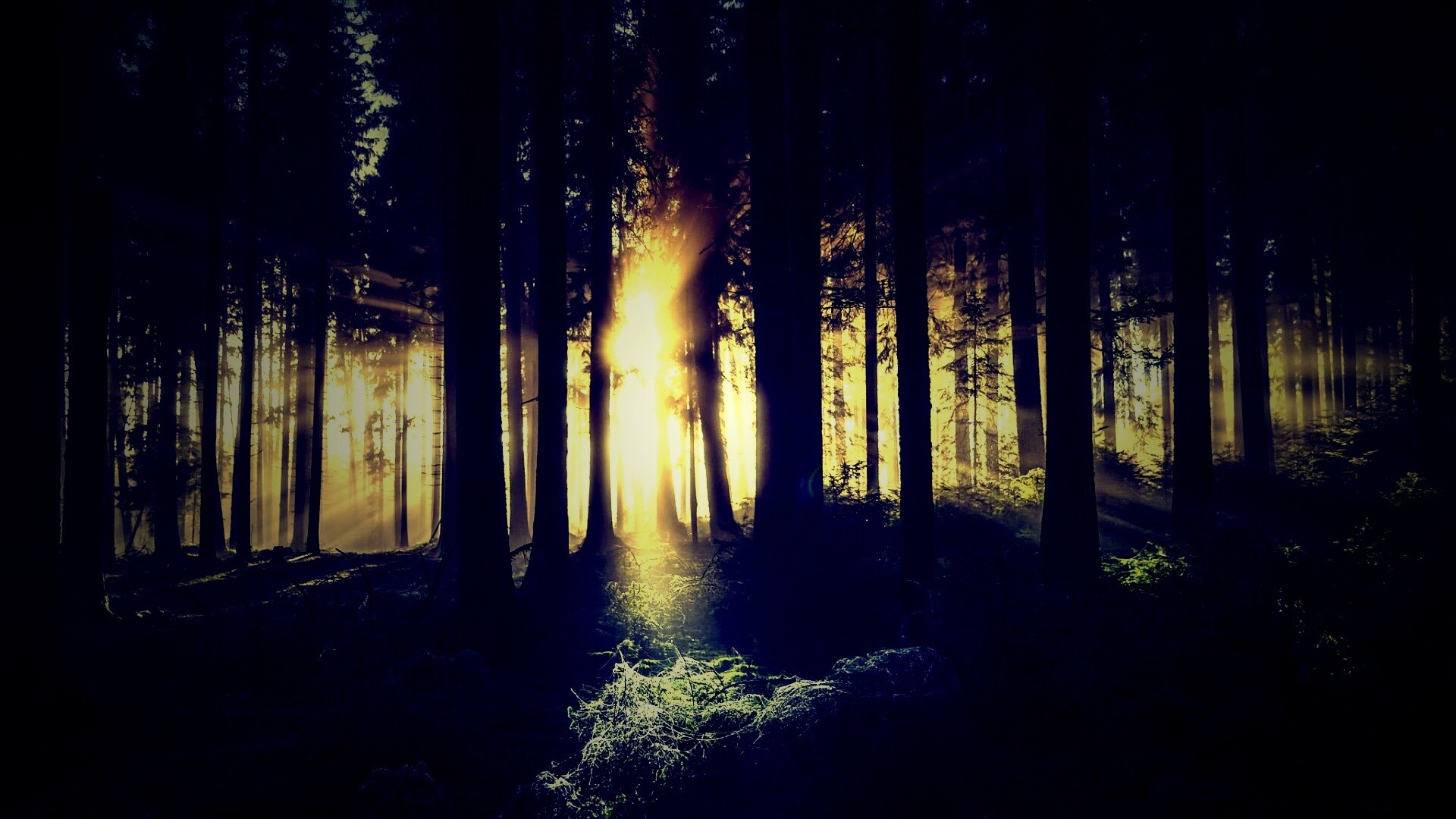 Свет пробивается сквозь стволы деревьев обои