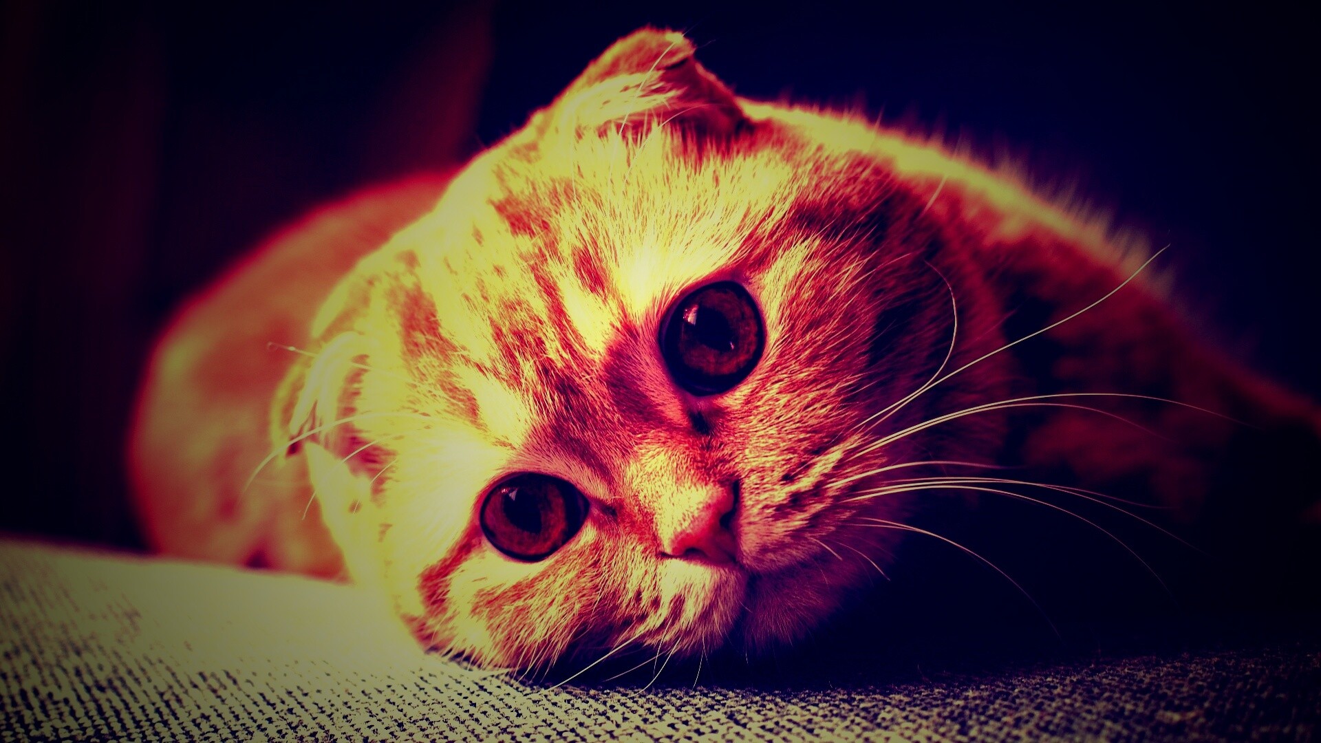 Скоттиш фолд рыжий обои