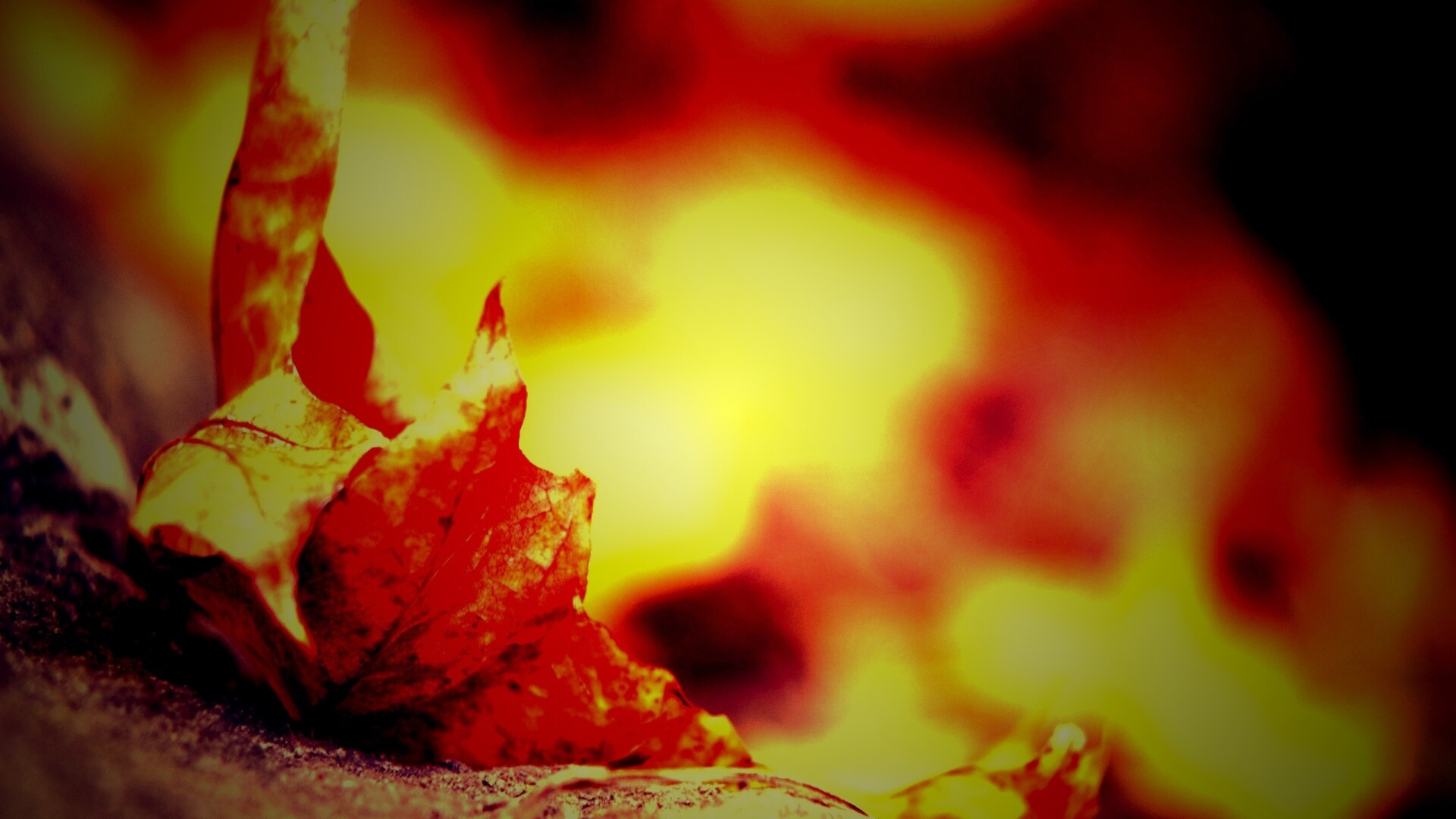 Пламенеющий осенний лист обои