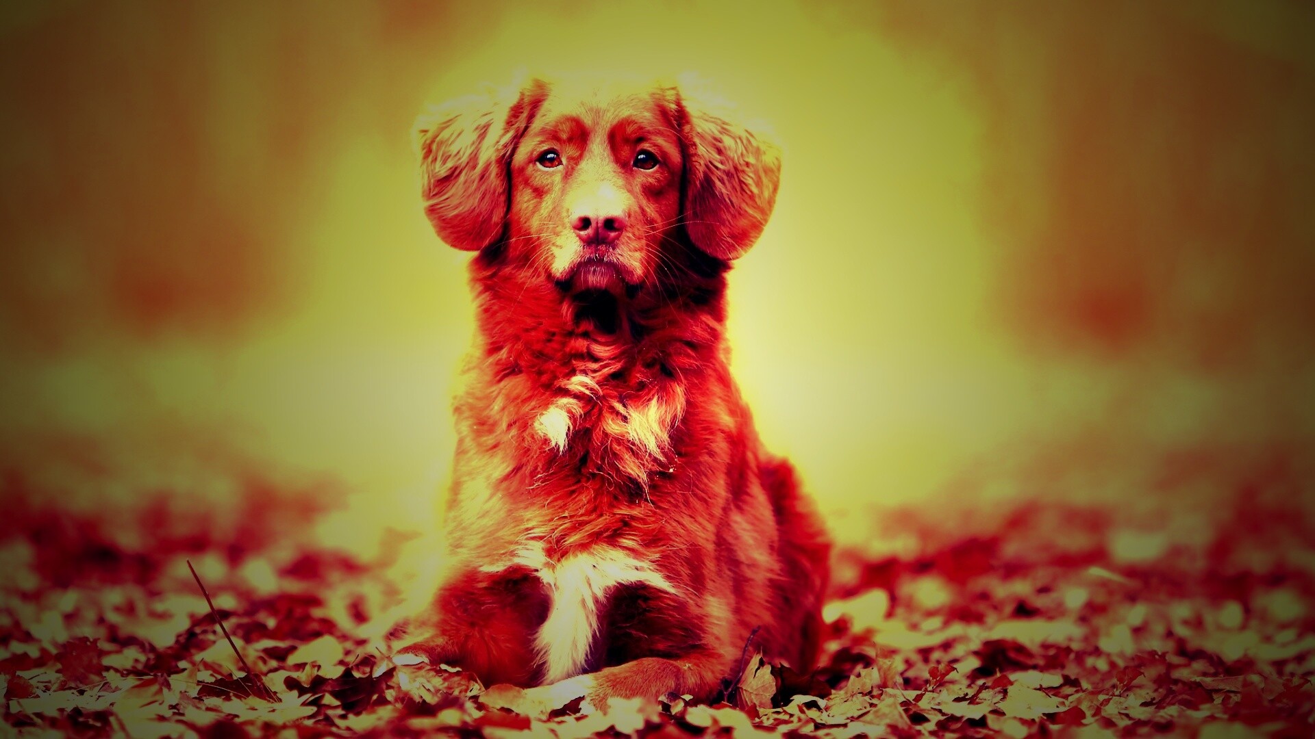 Осенний пес обои