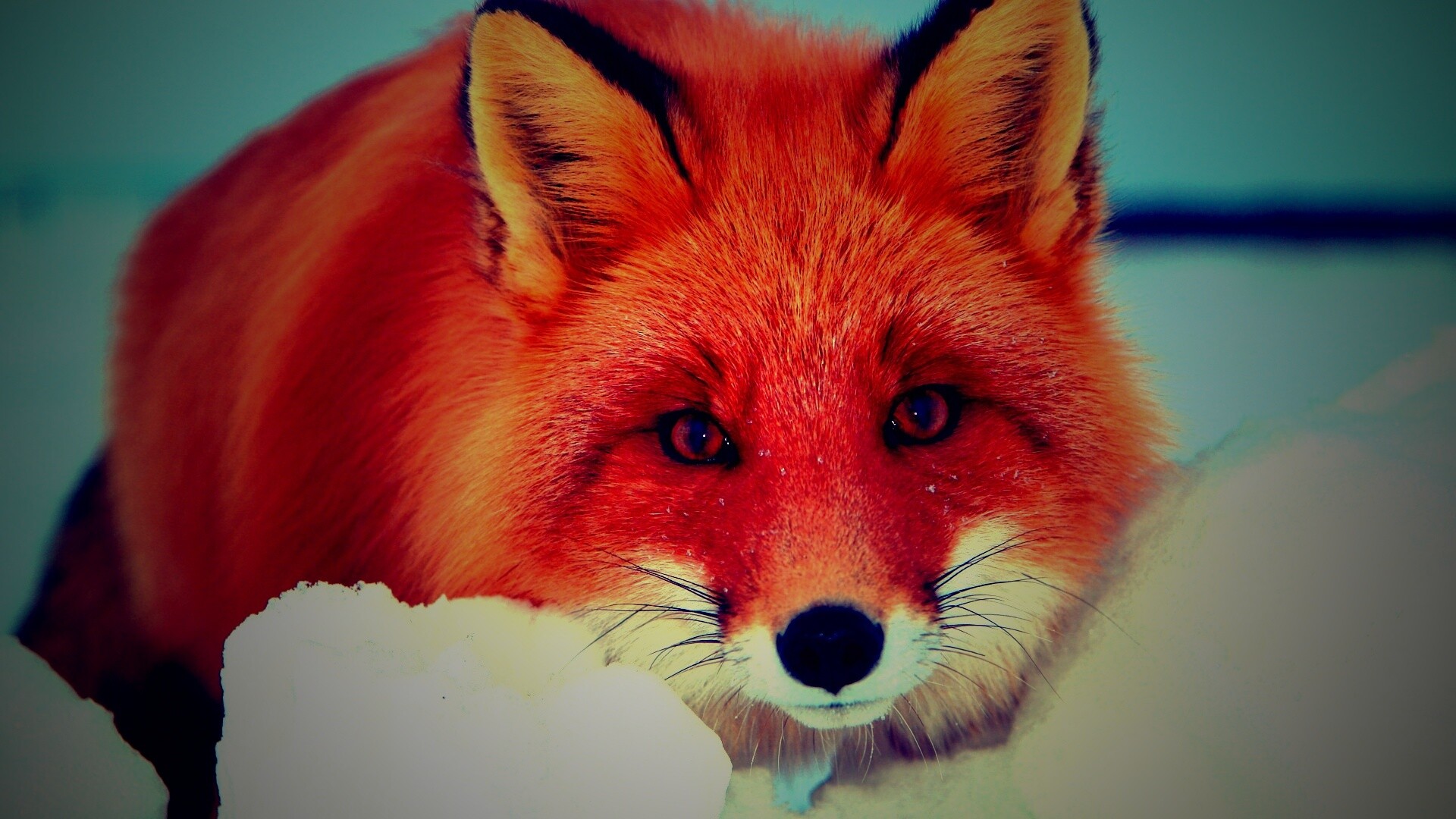 Рыжая лиса в снегу обои