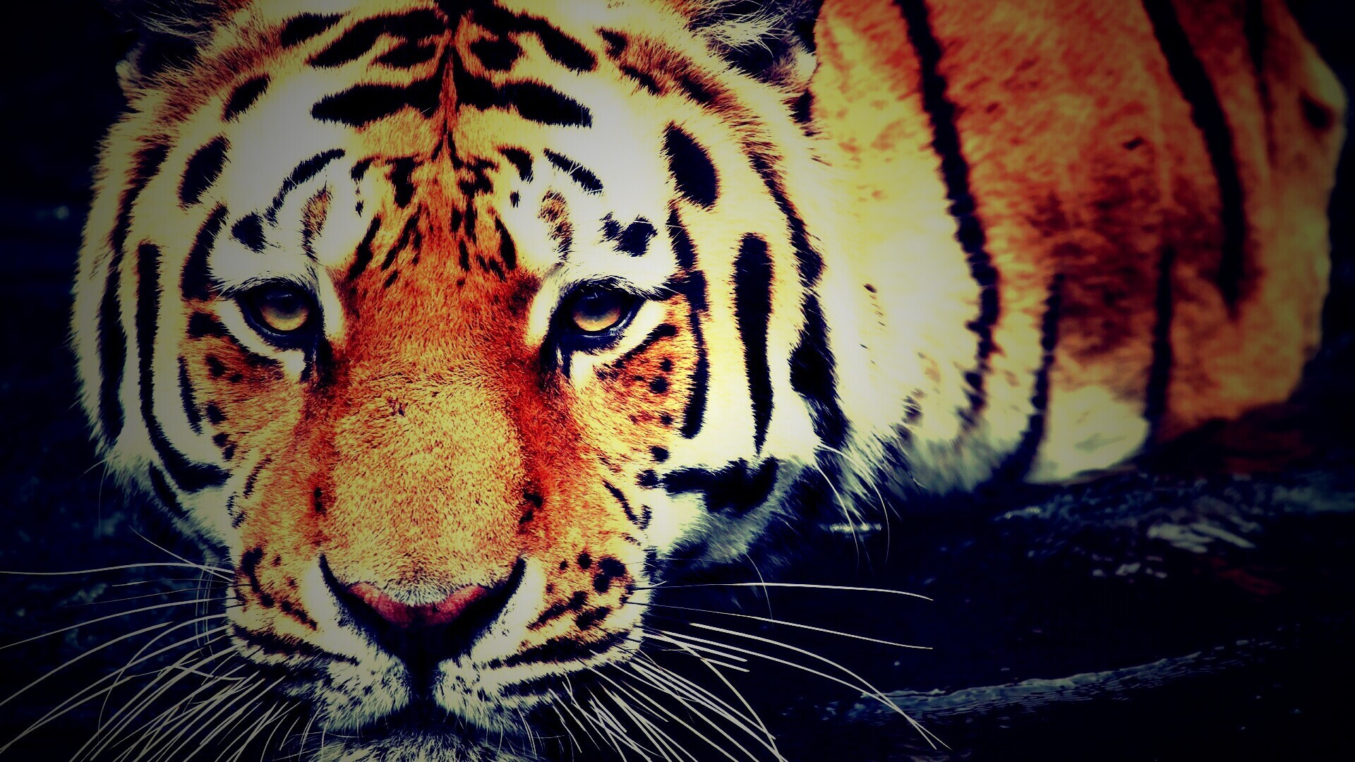 Купание тигра обои