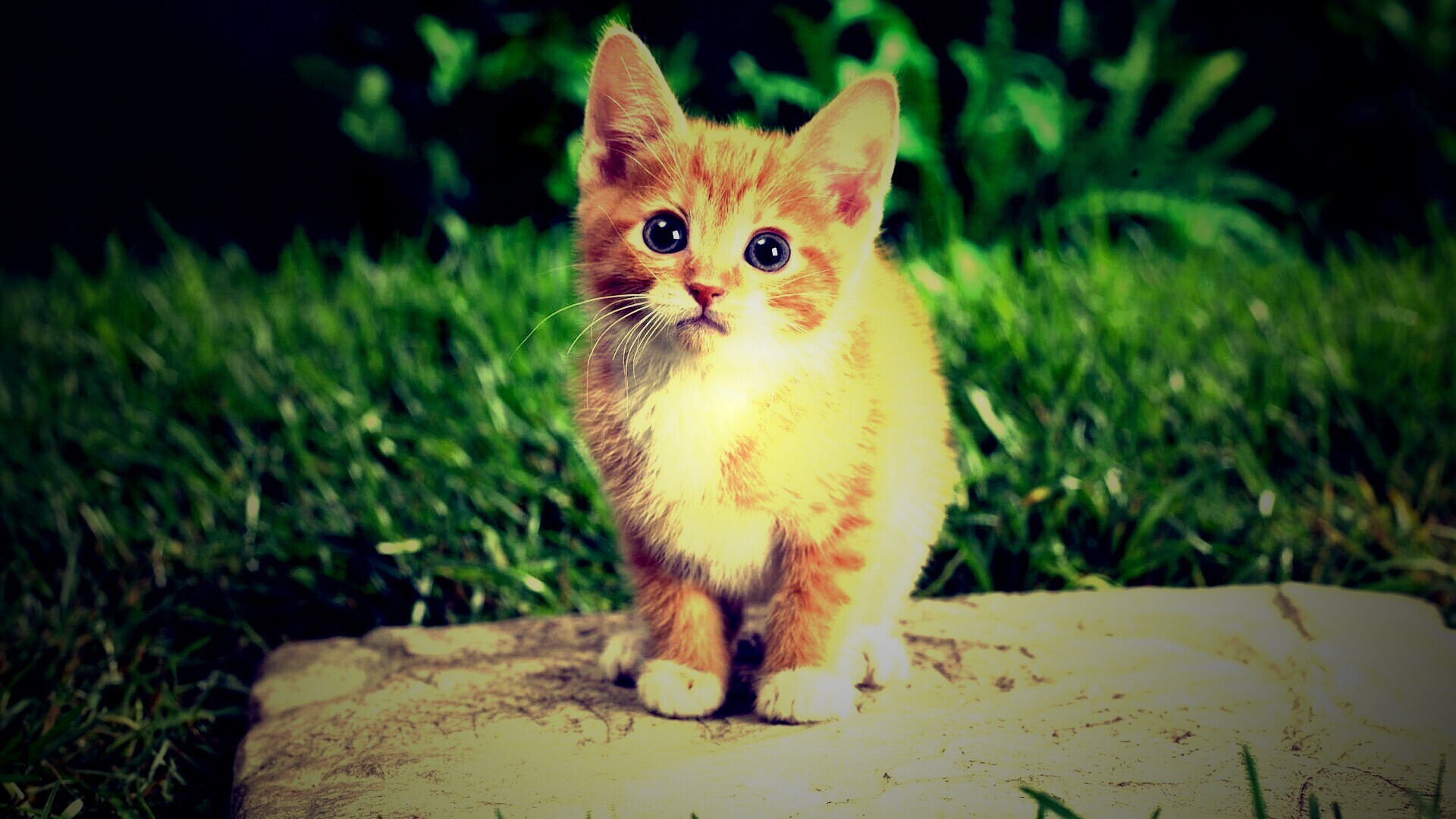 Котенок в саду обои