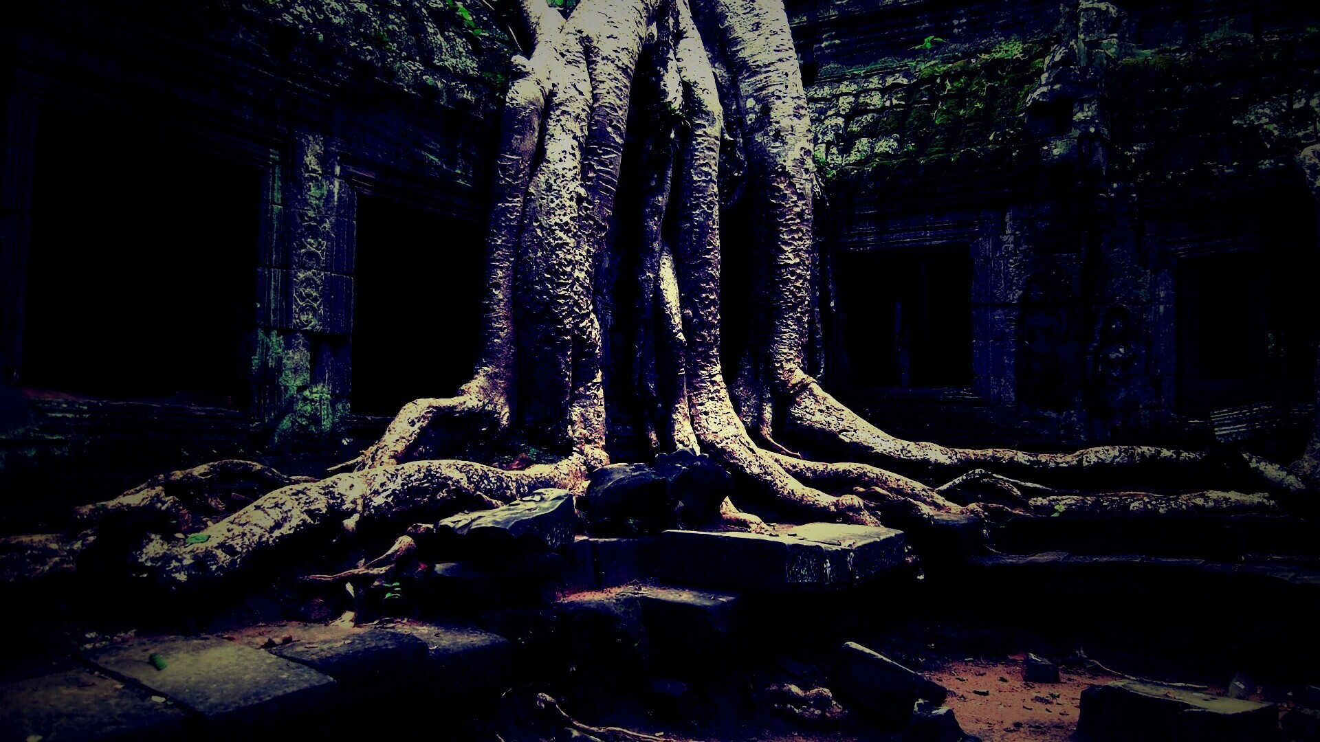 Мощные корни обои