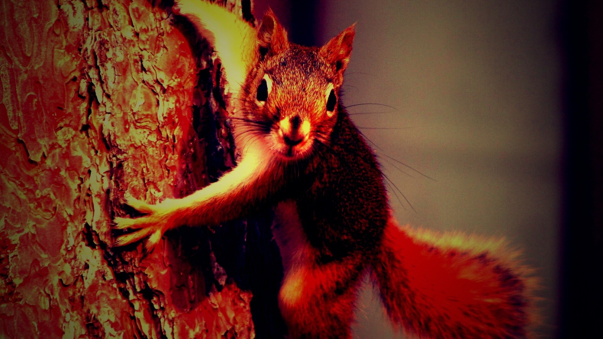 Белка на дереве обои