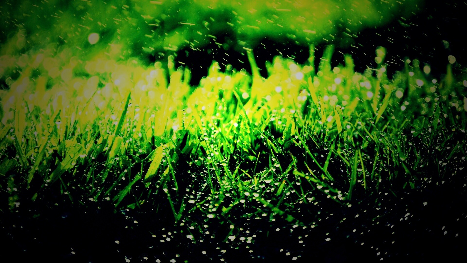 Роса на траве обои