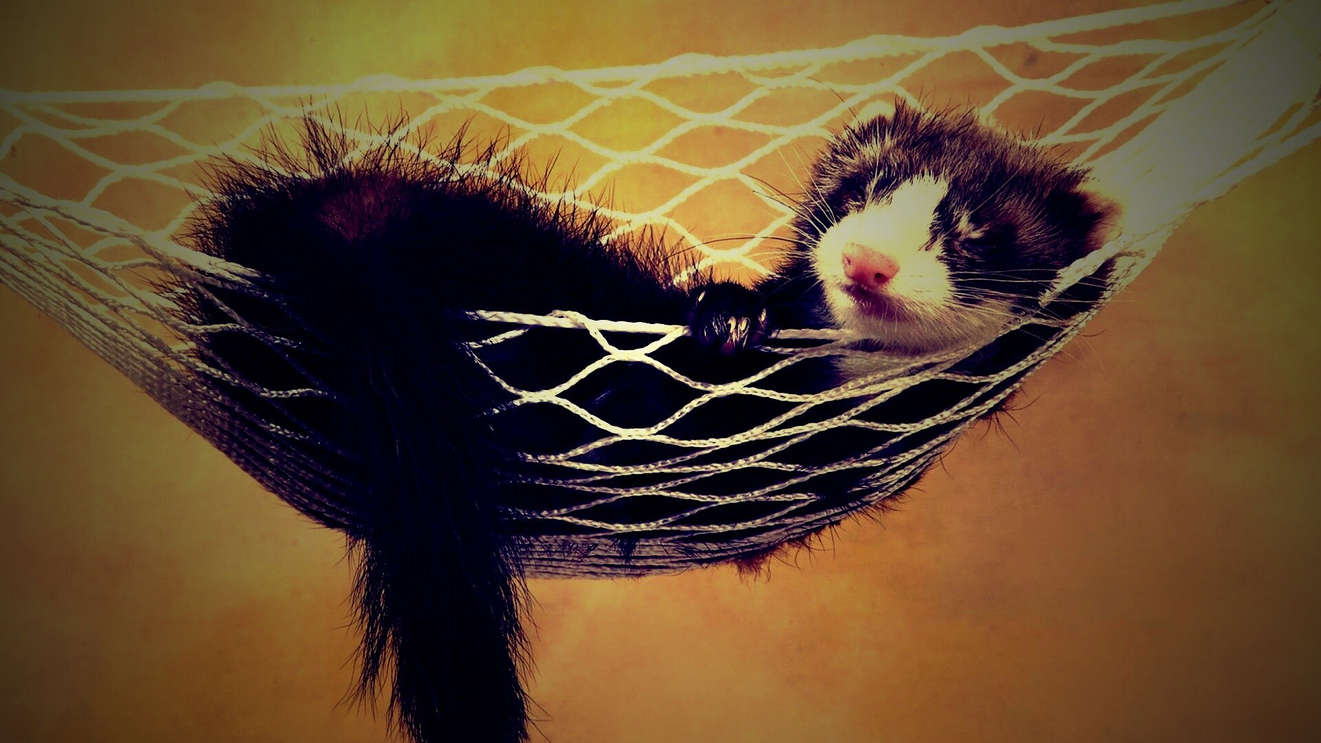 Хорек в гамаке обои