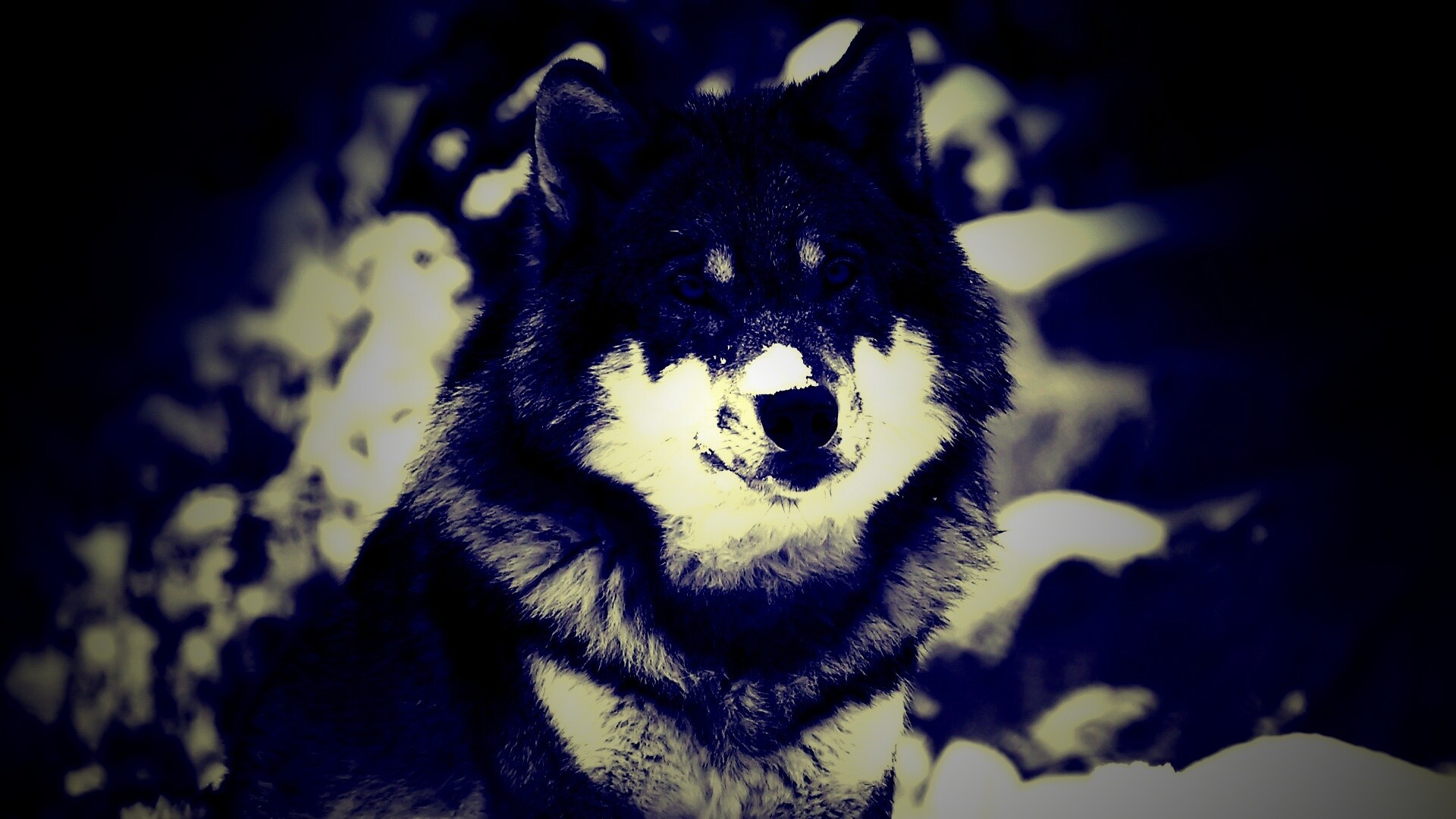 Волк с синими глазами обои
