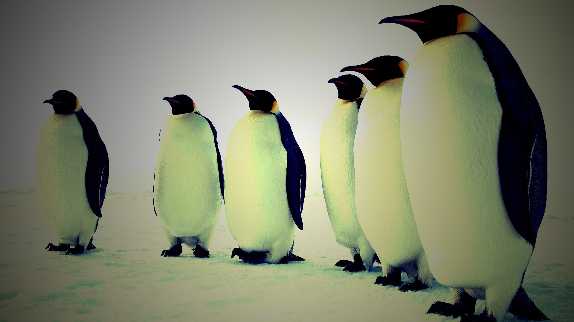 Слет пингвинов обои