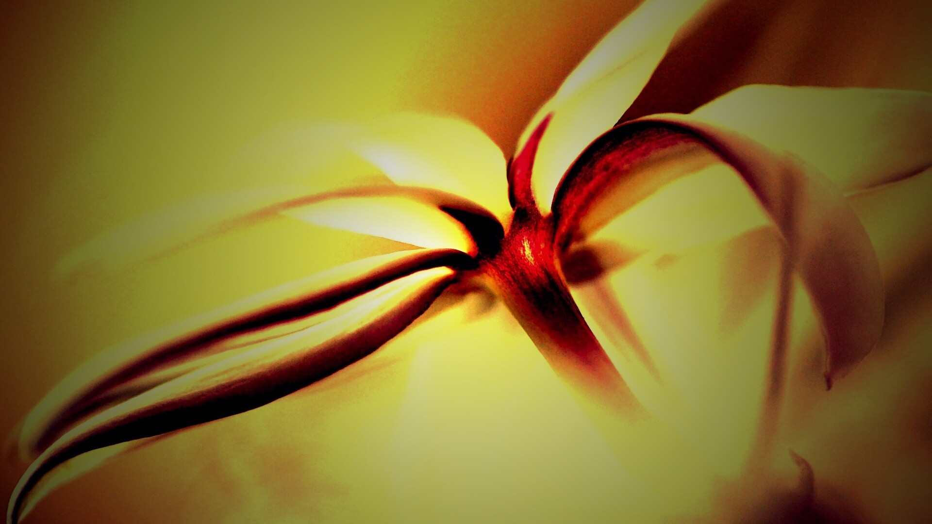 Цветок обои