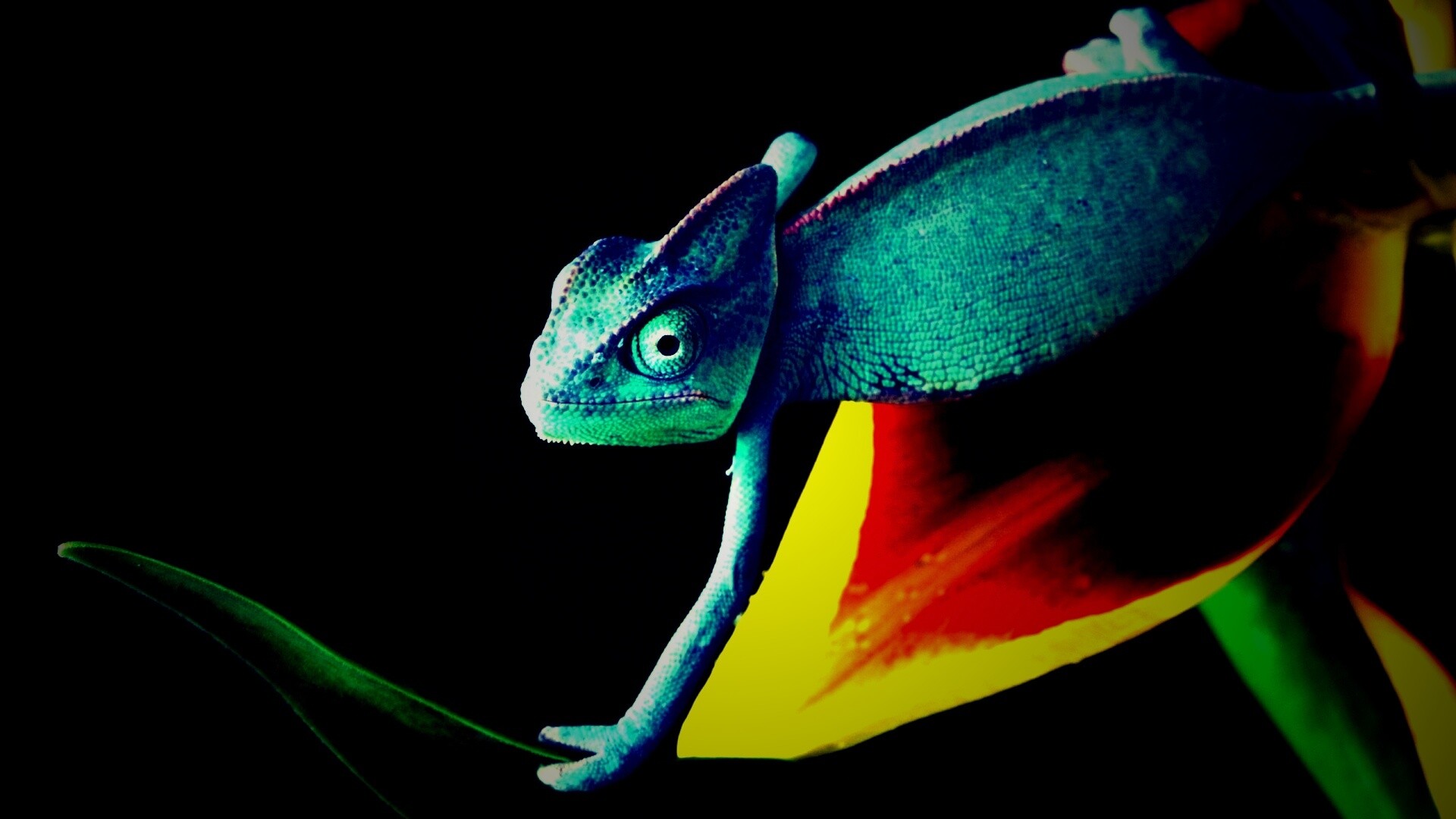 Хамелеон обои