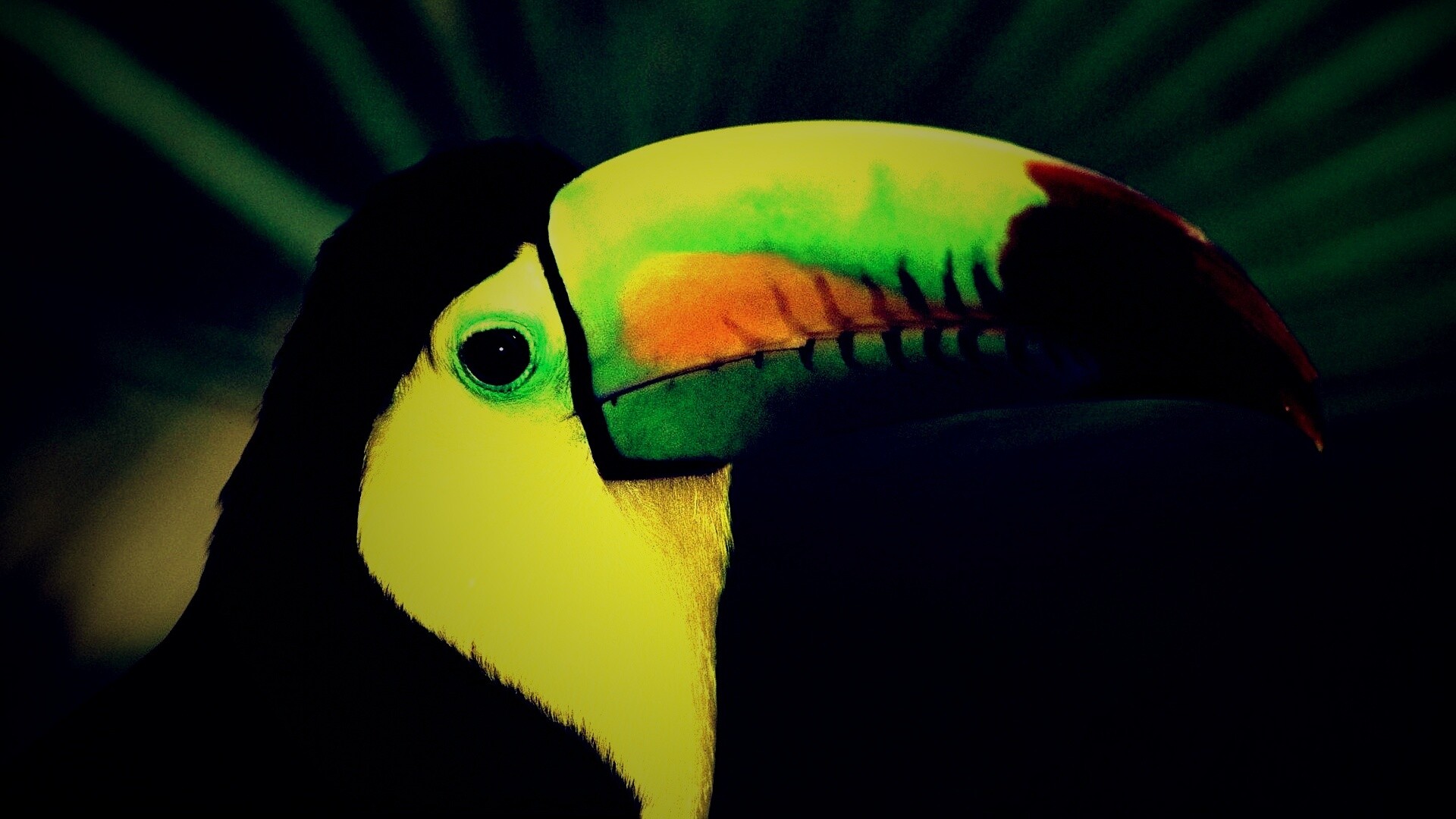 Грустный желтогрудый тукан обои