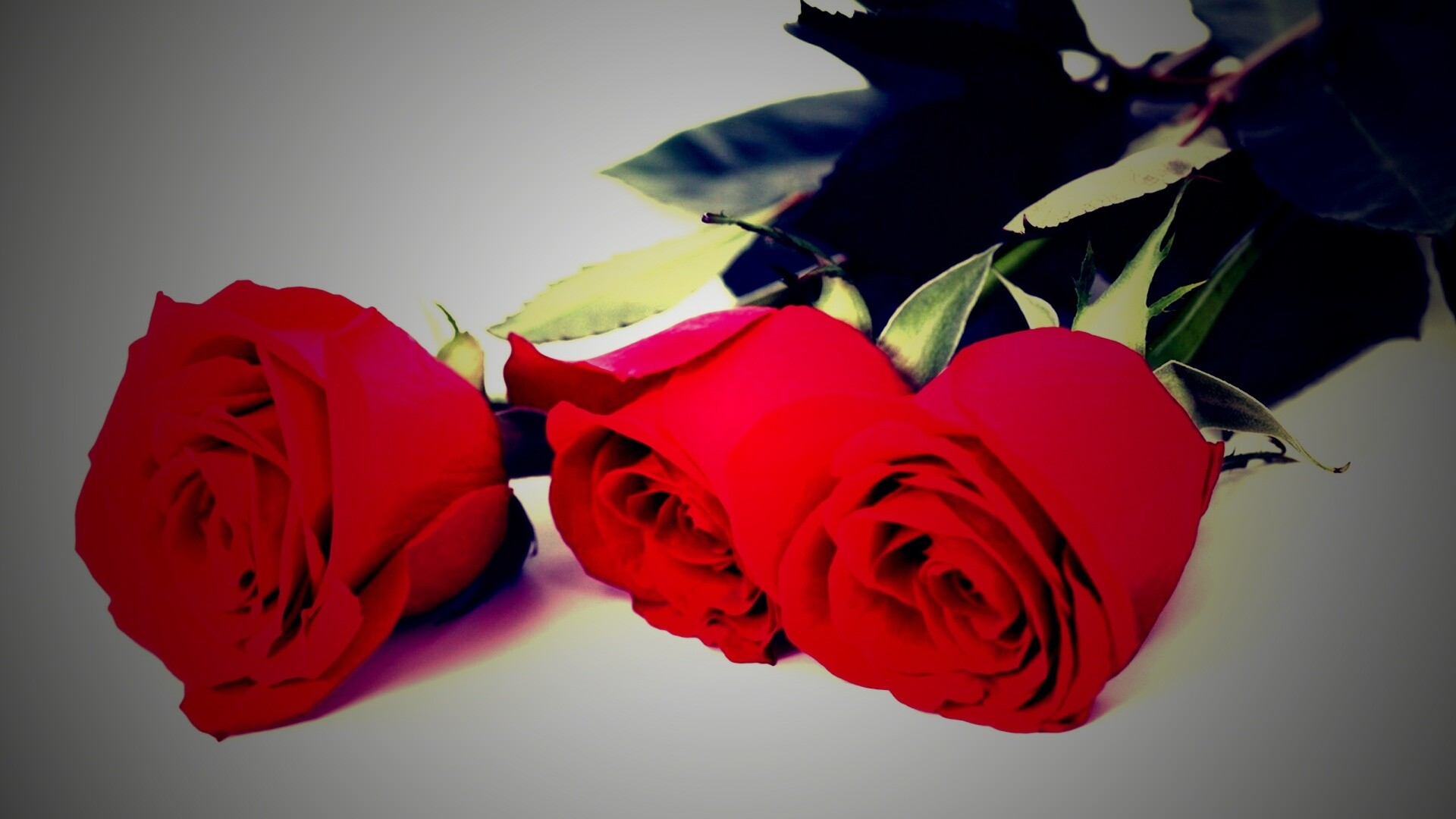 Красные розы обои