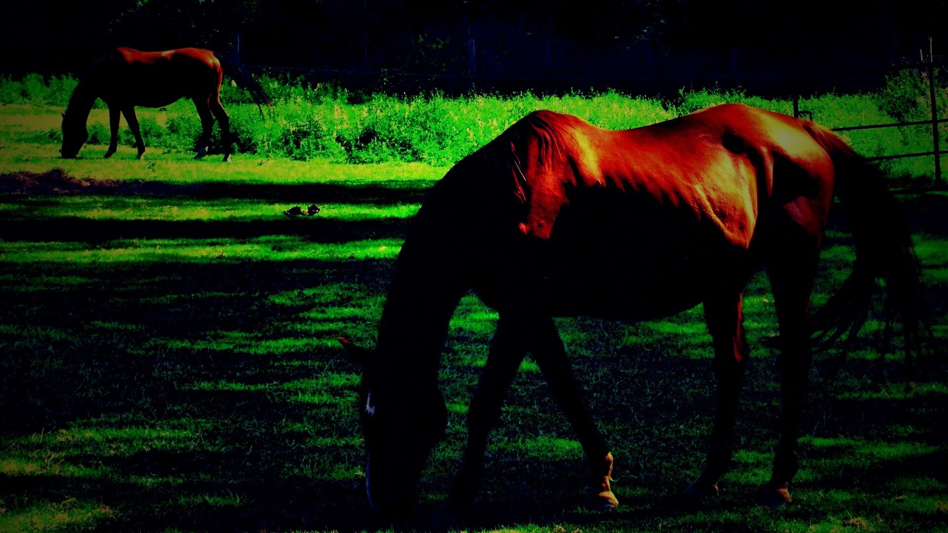 Лошади обои