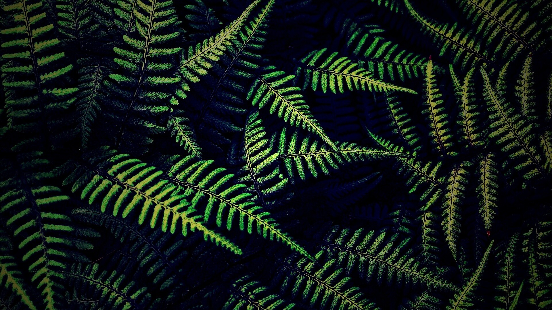 Папоротник обои