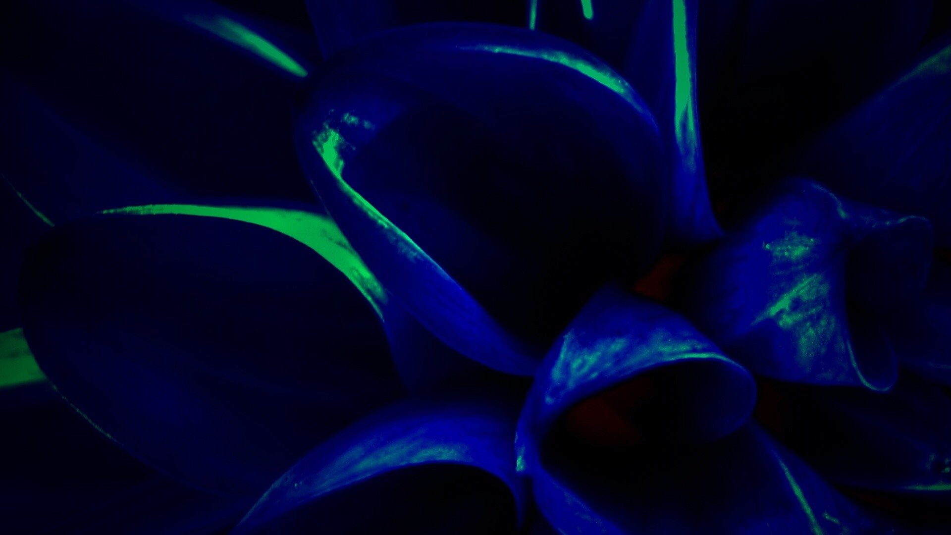 Лепестки обои