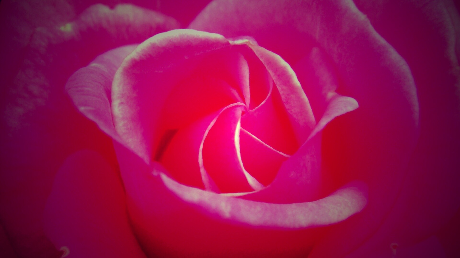 Идеальная роза обои