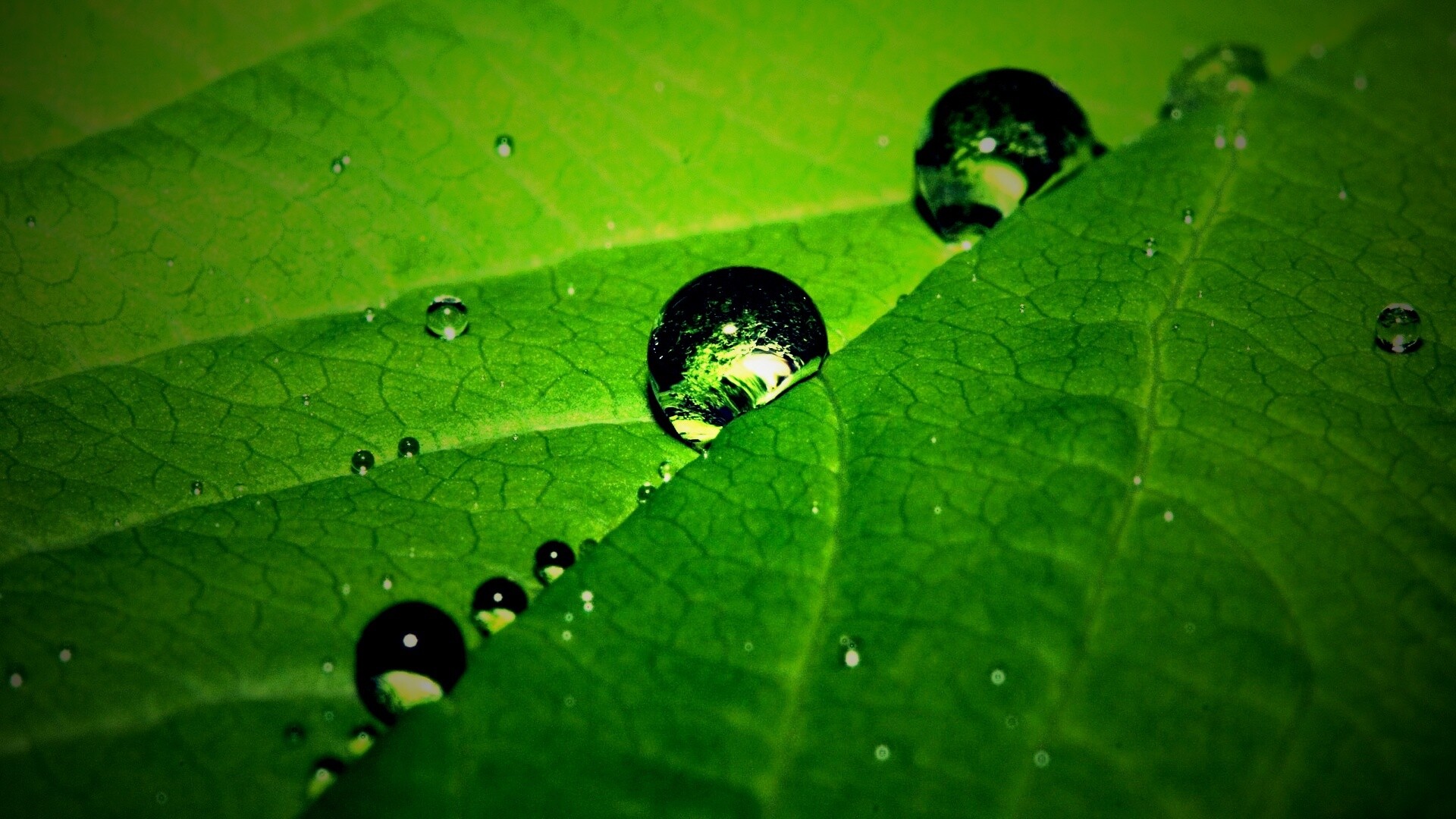 Капли на листе обои