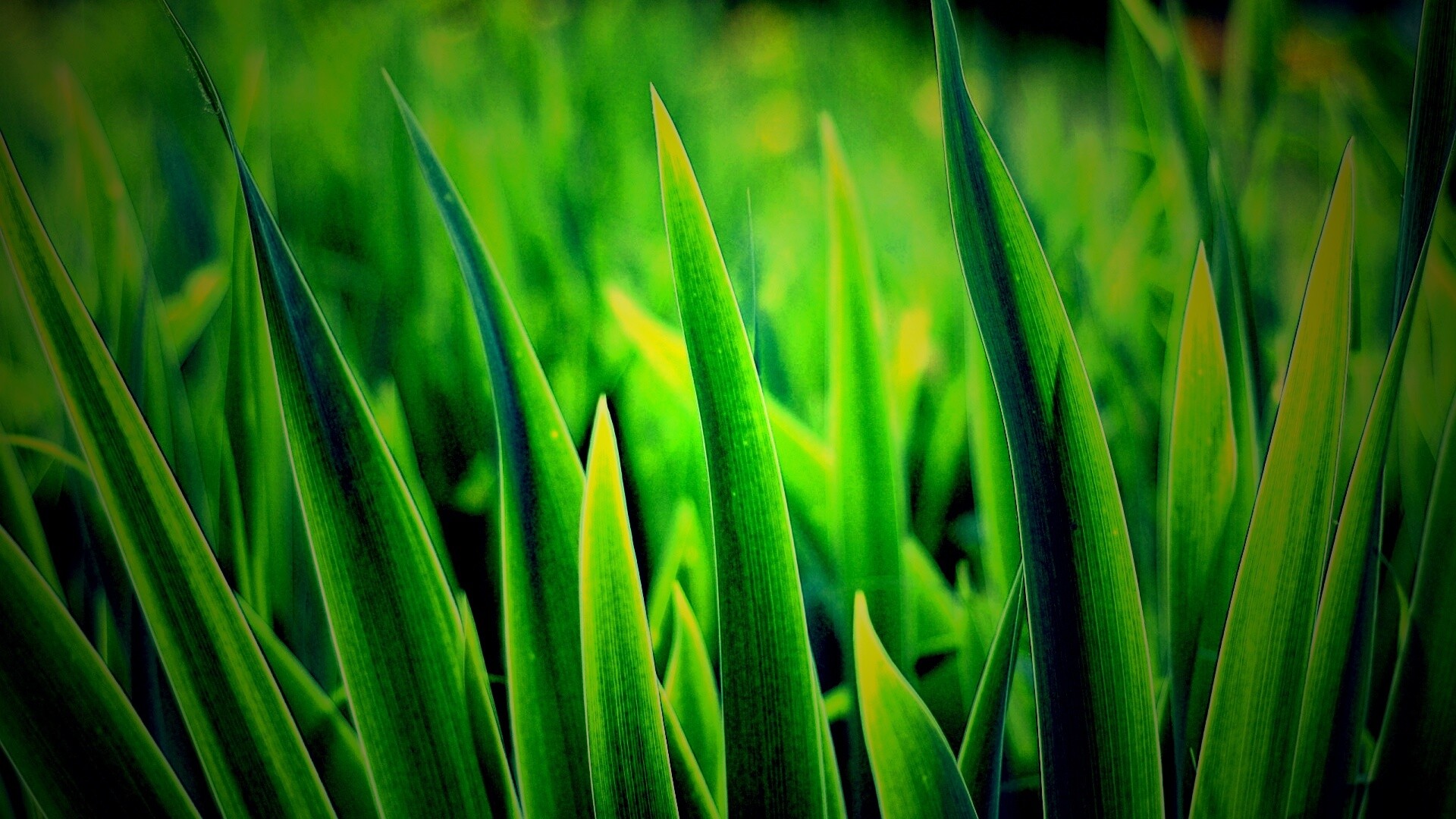 Идеальная зелень обои