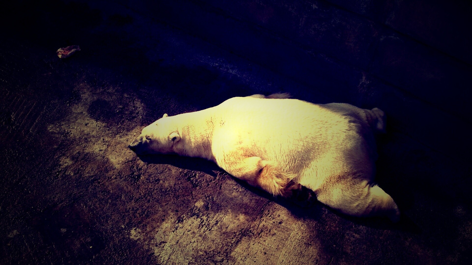 Мы можем их спасти обои