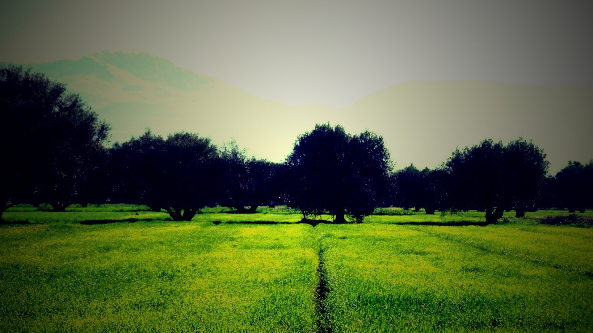 Зеленое поле обои