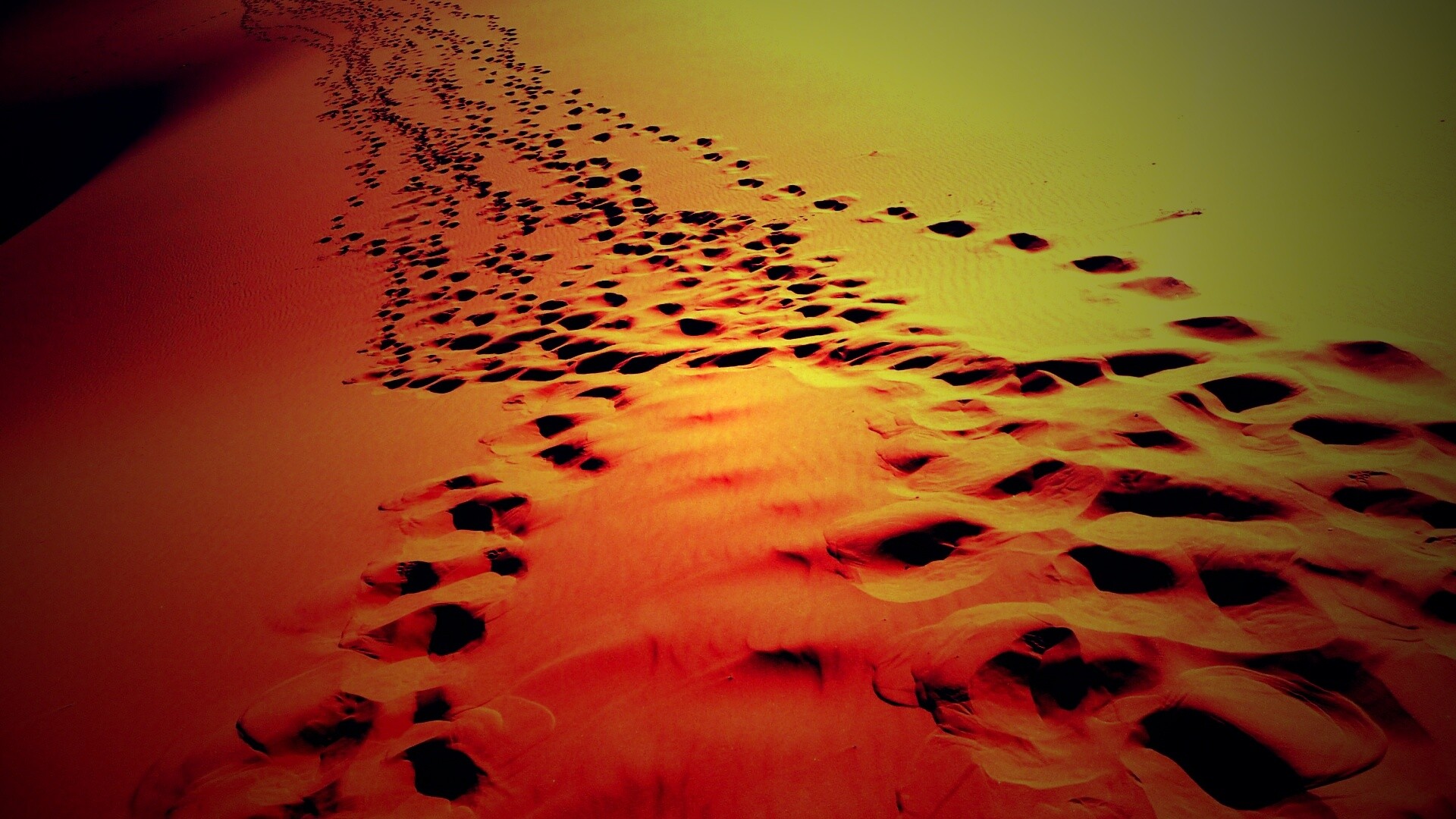 Следы в пустыне обои