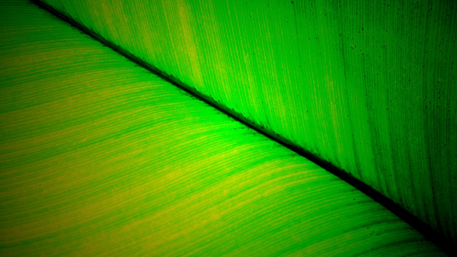 Зеленый лист обои