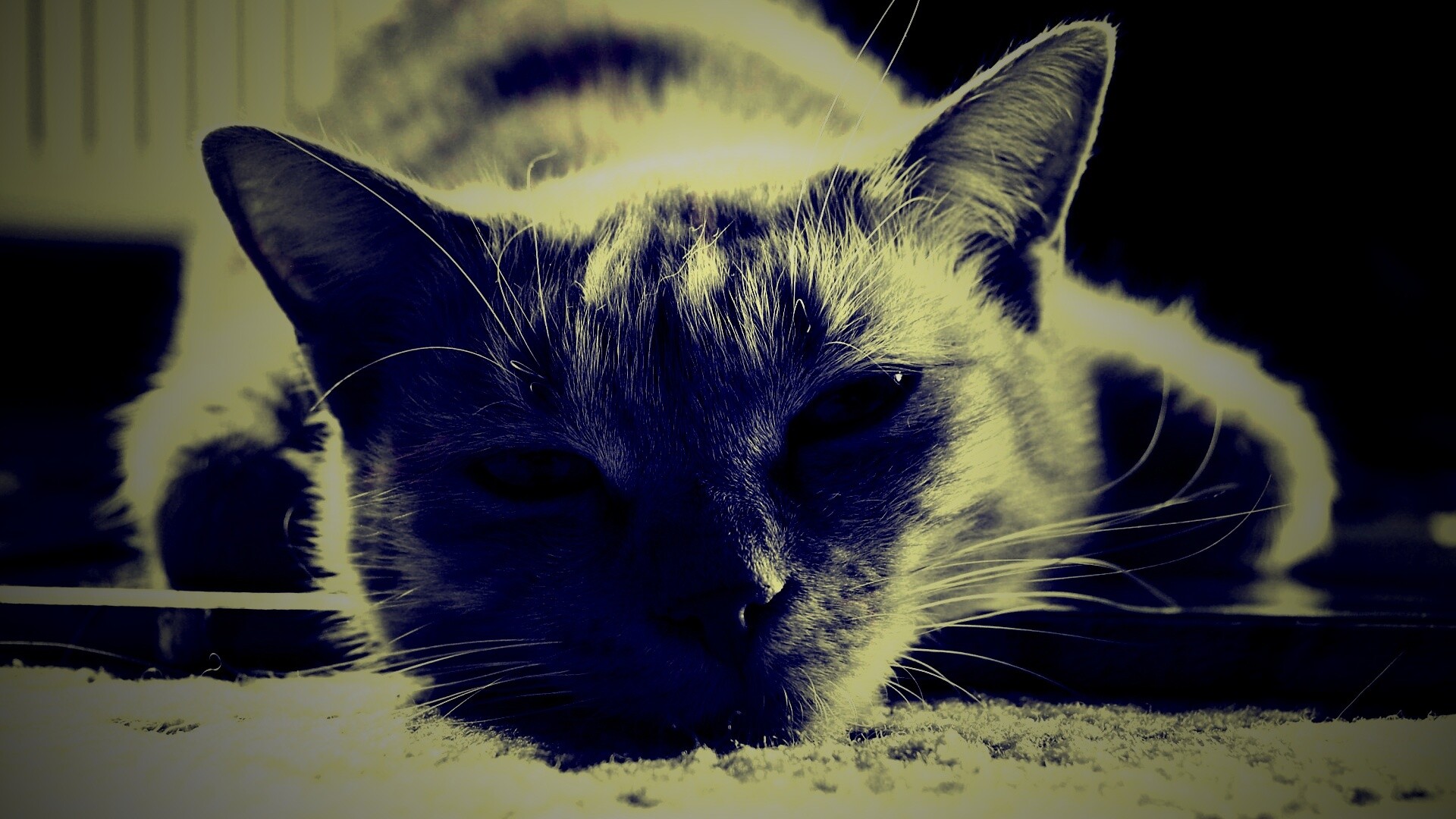 Кошара обои