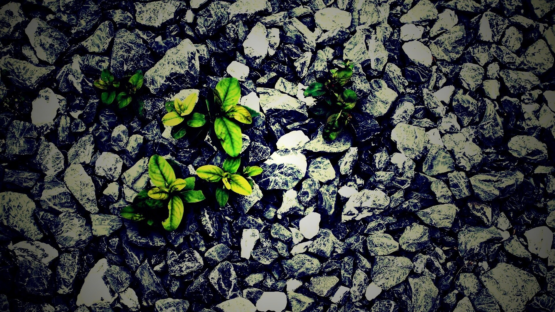 Цветы среди камней обои