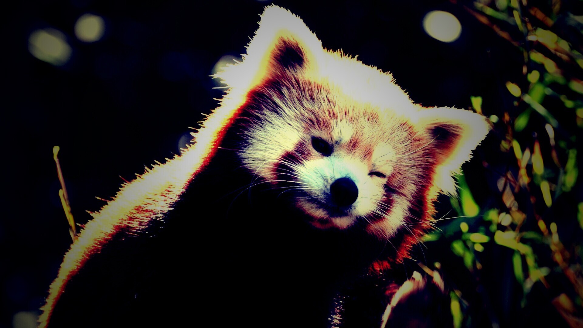 Красная панда подмигивает обои