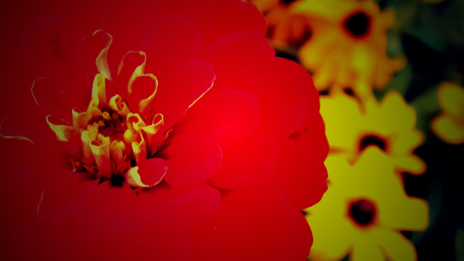 Красный цветок обои