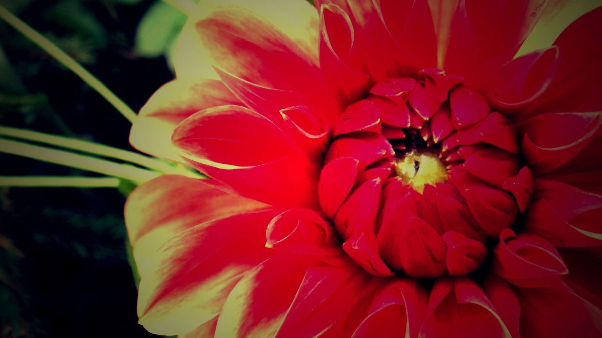 Аленький цветочек обои