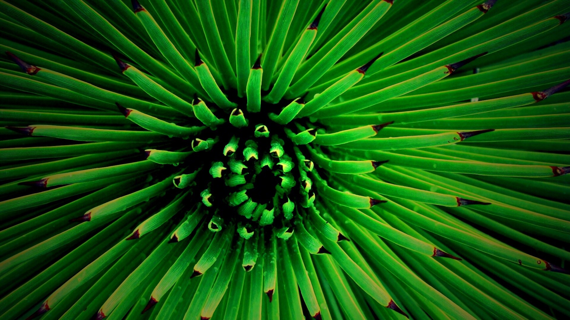 Хищный цветок обои