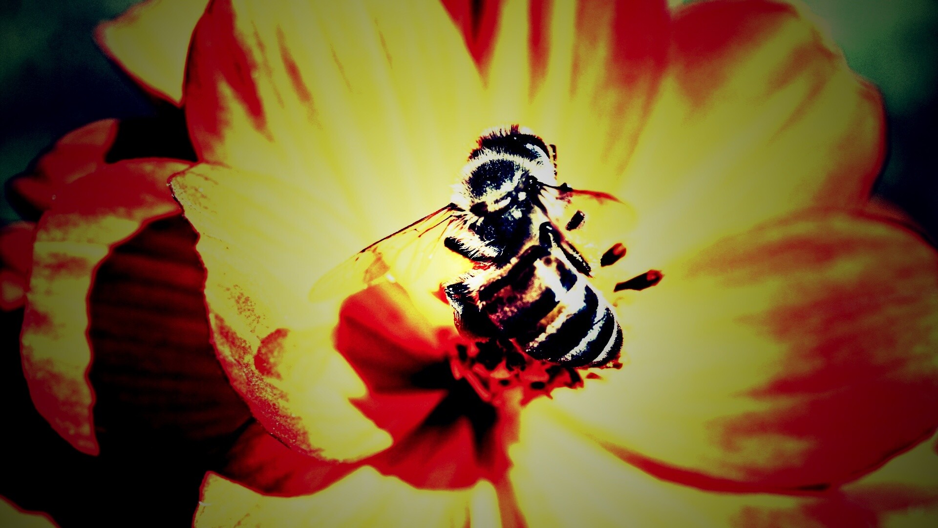 Пчела на цветке обои