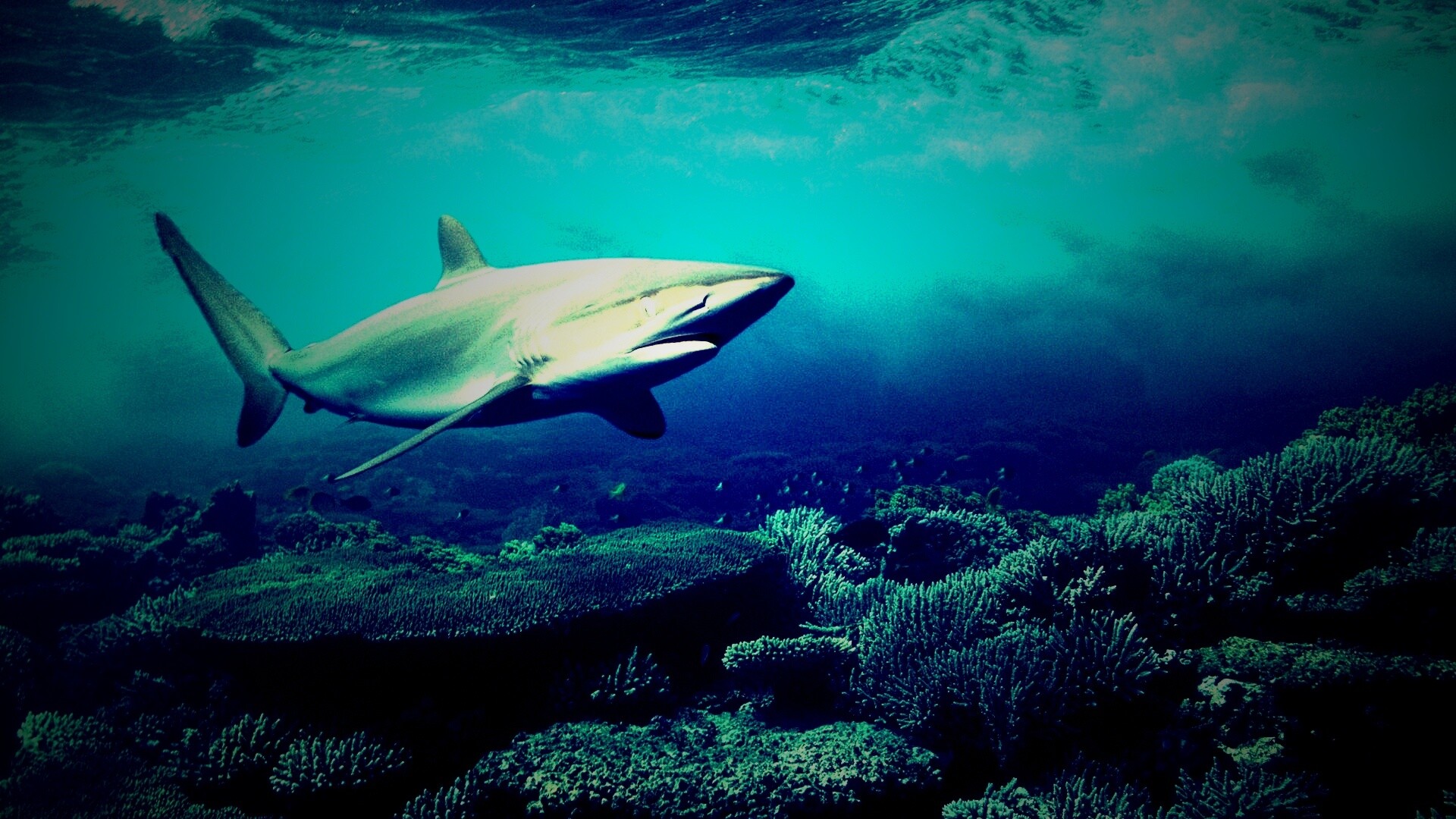 Акула в море обои