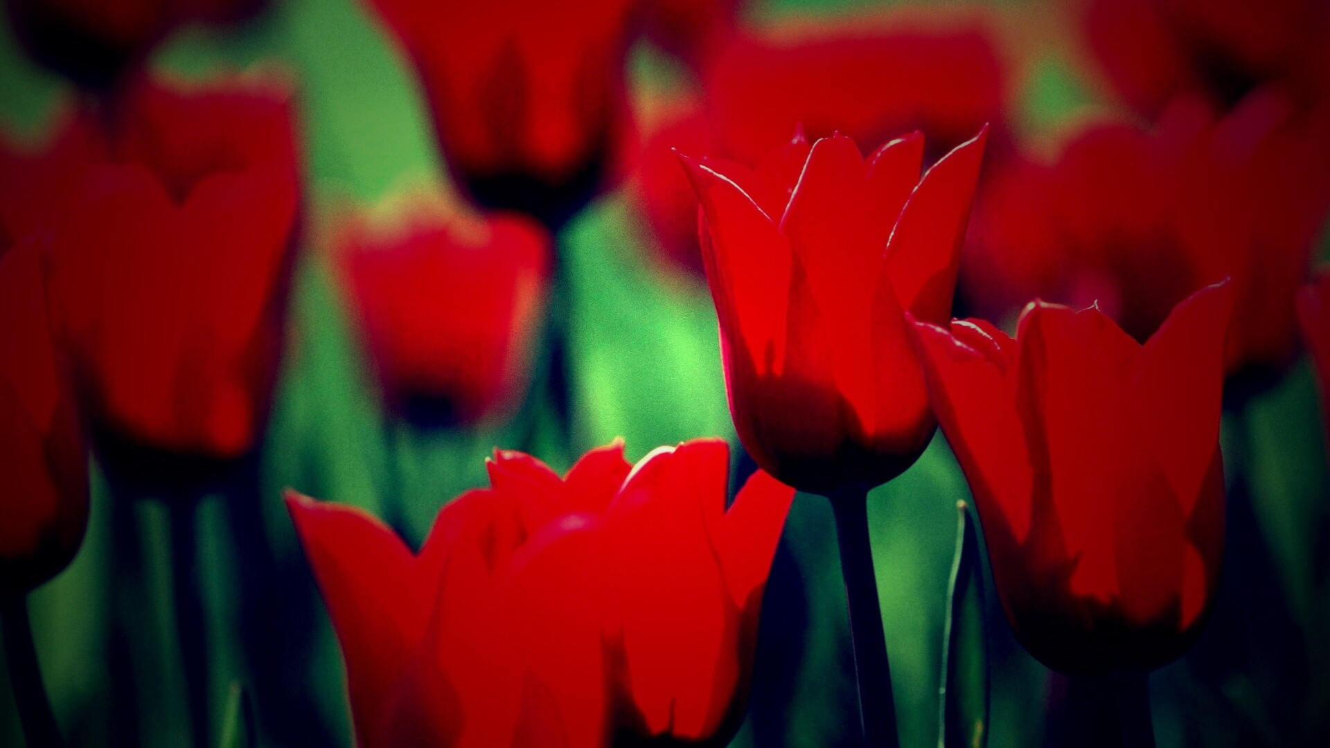 Красные цветы обои