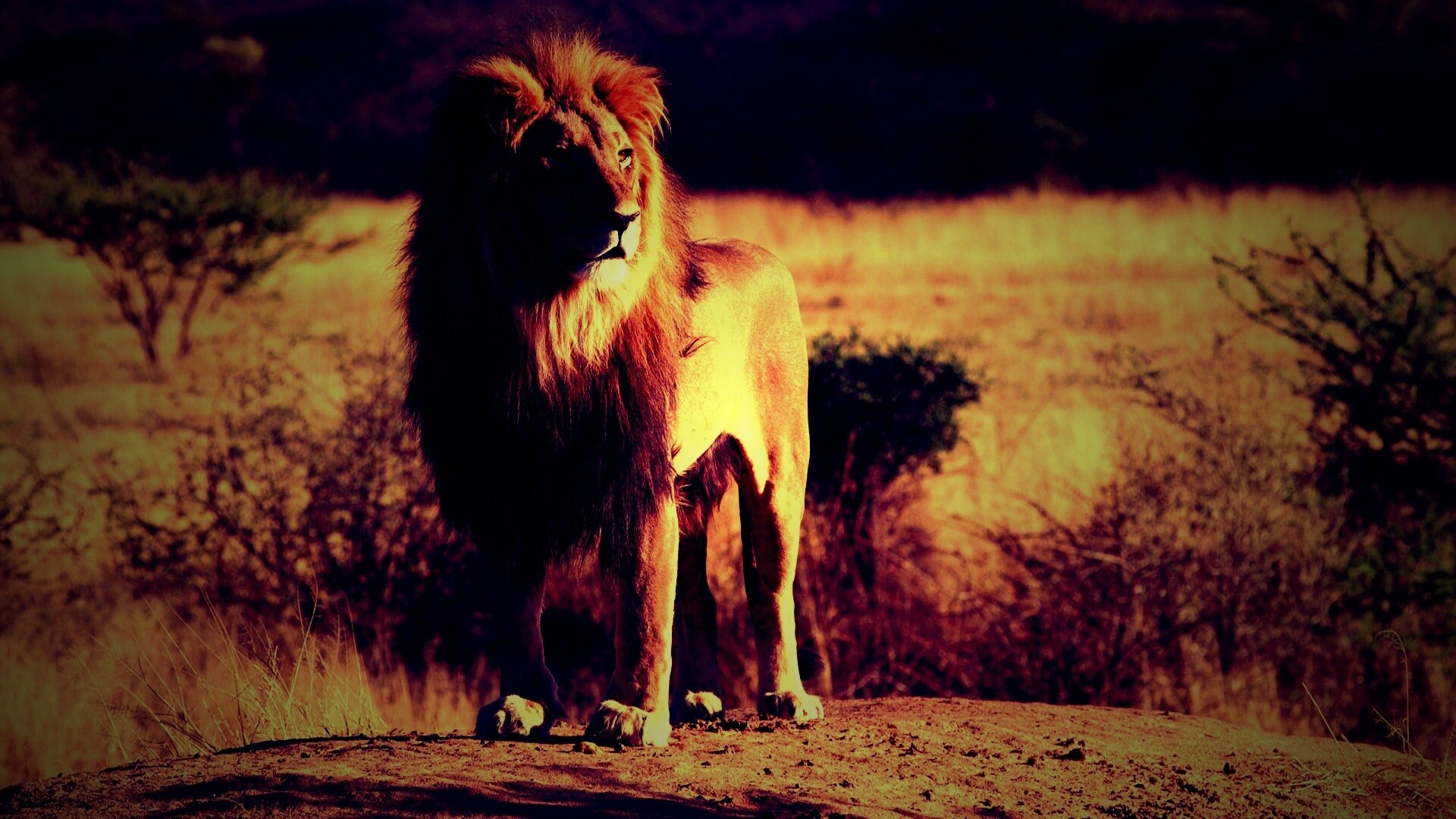 Царь зверей обои