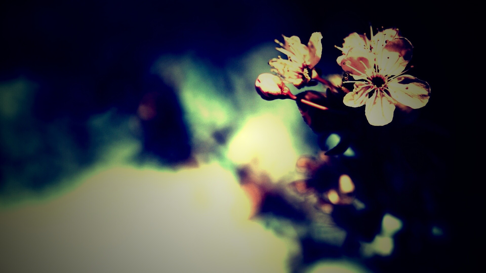 Цветок вишни обои
