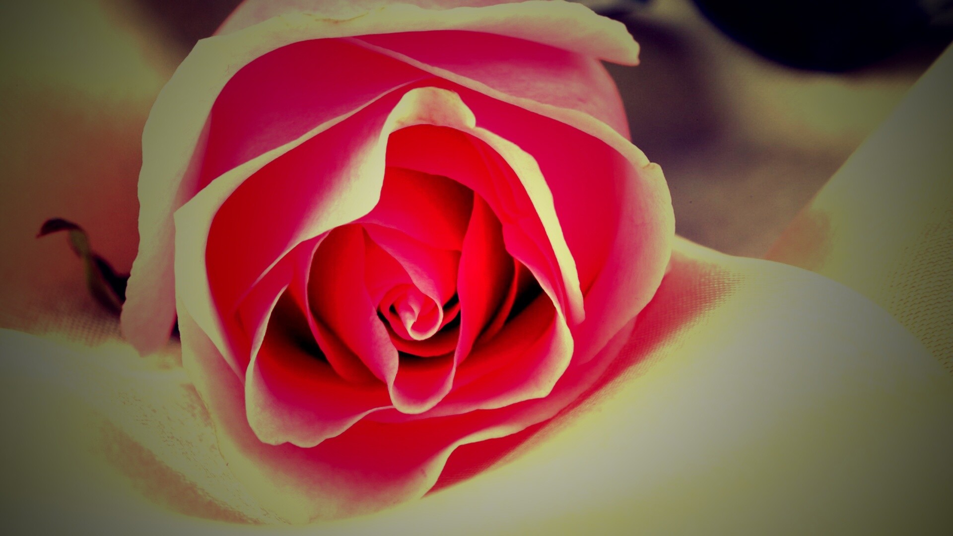 Нежная роза обои