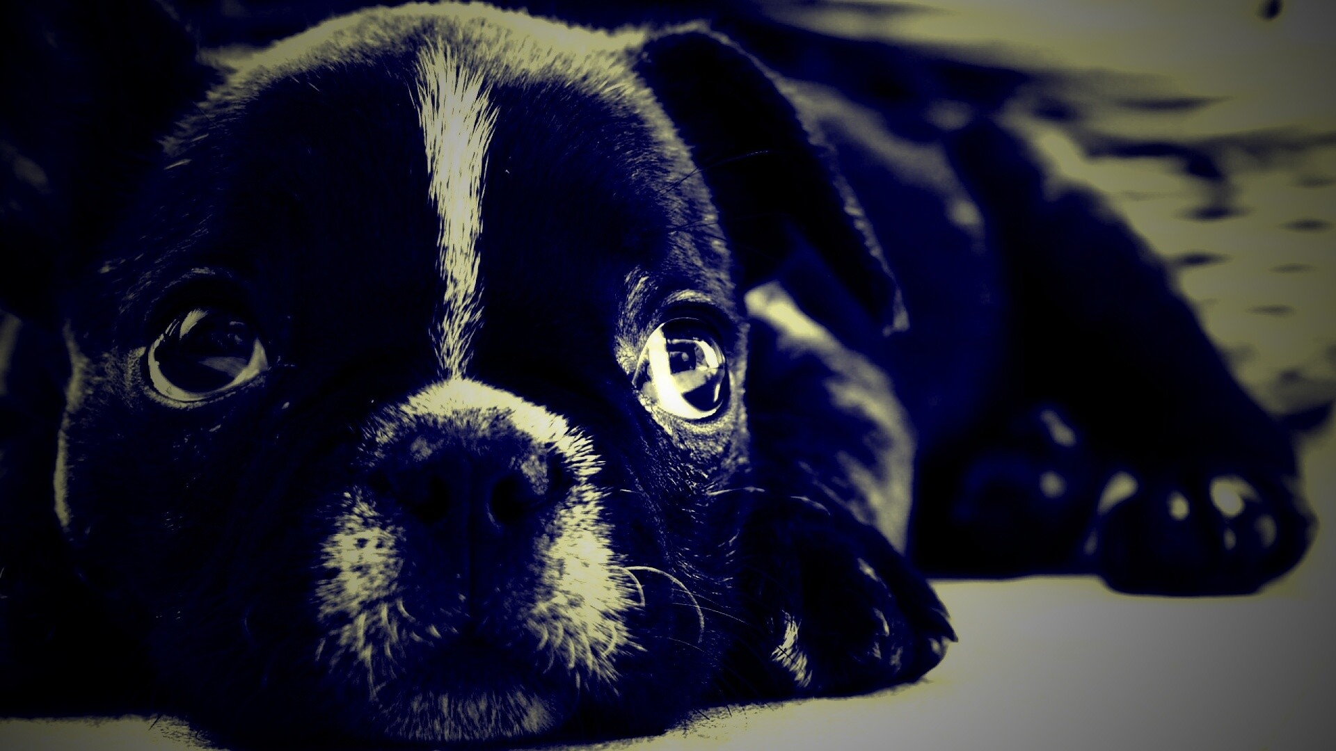 Грустный пёсик обои