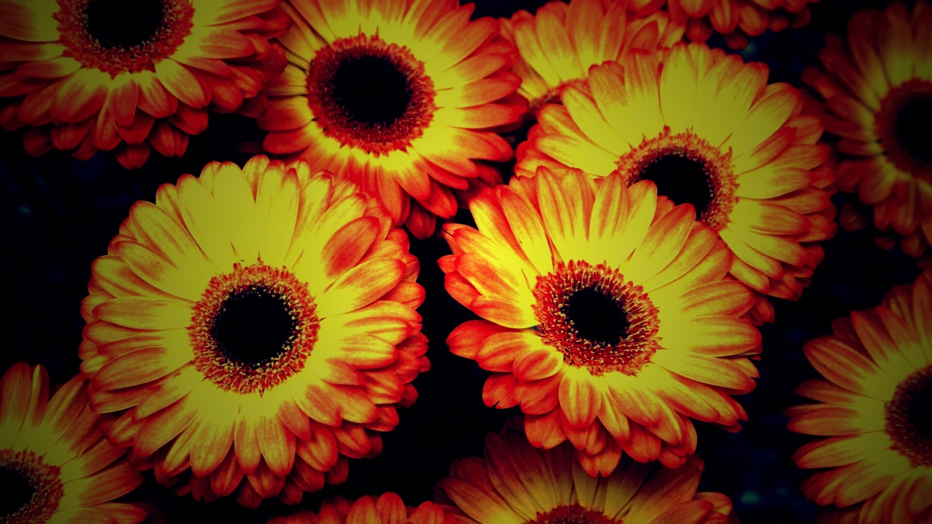 Желтые герберы обои