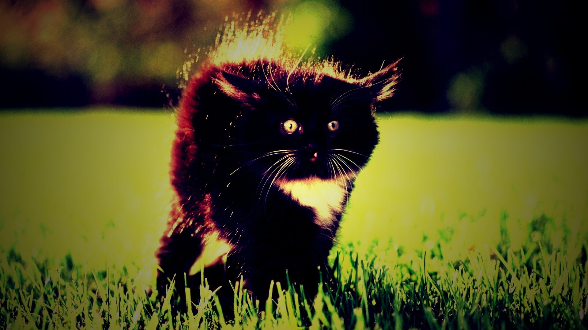 Кот воитель обои