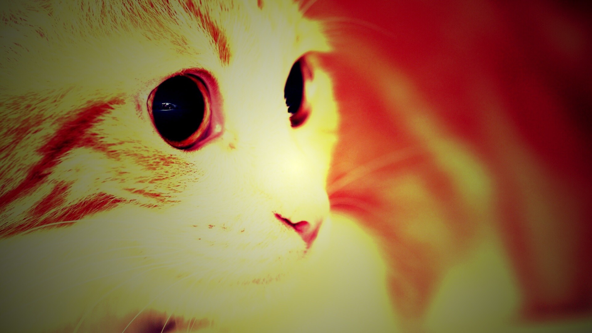 Кот с большими глазами обои