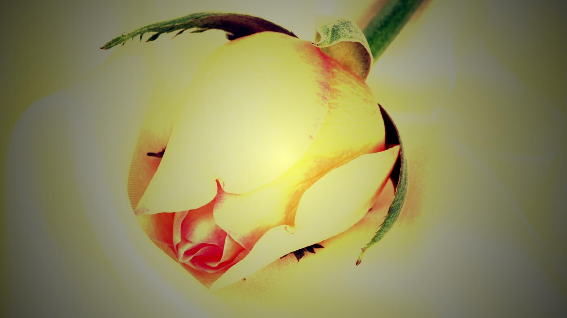 Свадебная роза обои