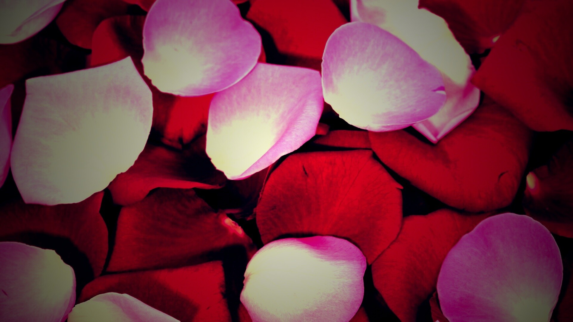 Розовые и красные лепестки обои
