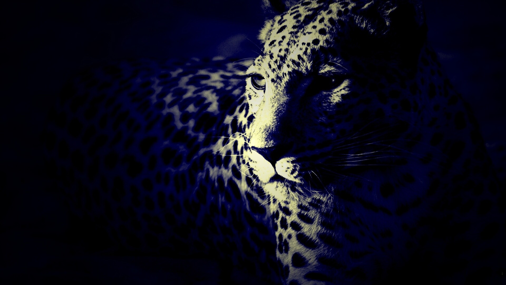 Леопард обои